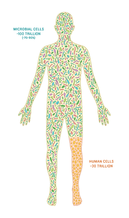 The meme is a visual representation of the vast difference in size between a single-celled organism (such as a bacterium) and a human. The image shows a single-celled organism (represented by a tiny, simplified drawing of a bacterium) next to a human, with the text "1-10 cells" above the single-celled organism and "1 human" above the human. The text "1-10 cells / 1 human" is also written above the two figures.